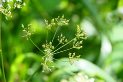 Physospermum cornubiense