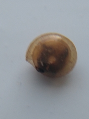 Euconulus fulvus