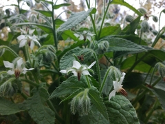 Borago officinalis