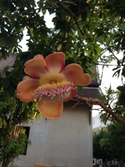 Couroupita guianensis