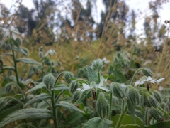 Borago officinalis