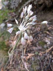 Allium paniculatum paniculatum