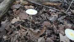 Leucocoprinus fragilissimus image