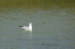 Chroicocephalus ridibundus