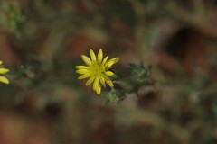Osteospermum muricatum