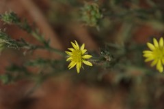 Osteospermum muricatum