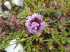 Thymus praecox polytrichus