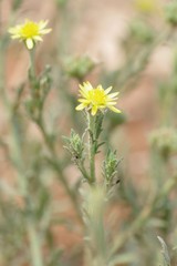 Osteospermum muricatum