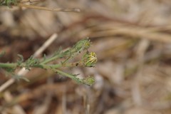 Osteospermum muricatum
