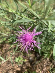 Centaurea × moncktonii