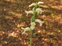 Spiranthes niklasii