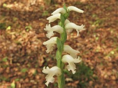 Spiranthes niklasii