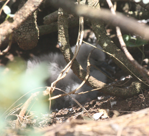 Ardenna pacifica