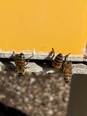 Apis mellifera