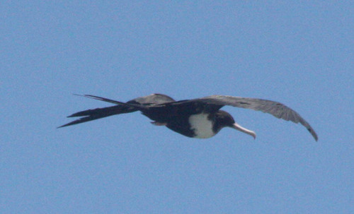 Fregata minor