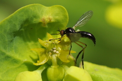 Empis nigritarsis