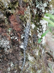 Abronia oaxacae