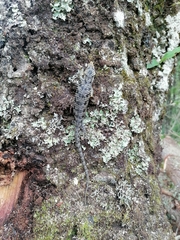 Abronia oaxacae