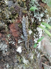 Abronia oaxacae