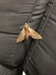 Theretra alecto