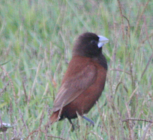 Lonchura atricapilla