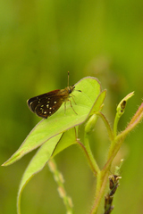 Piruna penaea