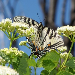 Papilio appalachiensis