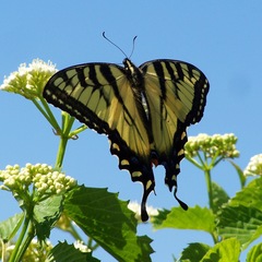 Papilio appalachiensis