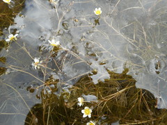 Ranunculus confervoides