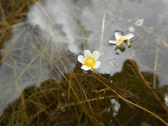 Ranunculus confervoides