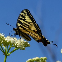 Papilio appalachiensis