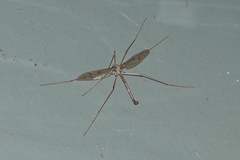 Tricyphona