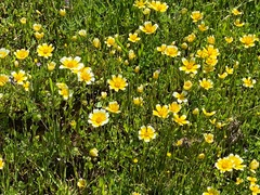 Layia chrysanthemoides