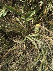 Plantago maritima juncoides