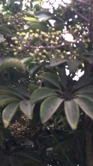 Heptapleurum actinophyllum