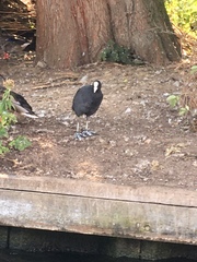 Fulica atra
