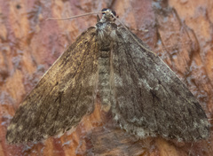 Operophtera occidentalis