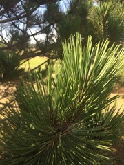 Pinus