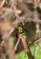 Psammaletes