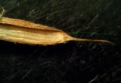 Brachypodium pinnatum