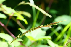 Brachypodium pinnatum