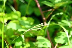Brachypodium pinnatum