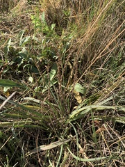 Plantago maritima juncoides