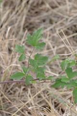 Clematis brachiata