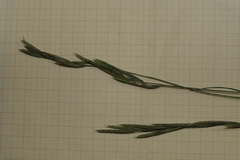 Brachypodium pinnatum