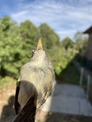 Empidonax occidentalis