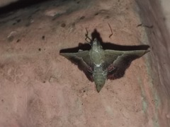 Endotricha repandalis