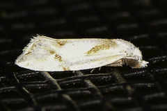 Aethes seriatana