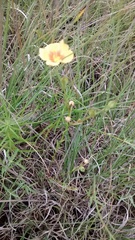Linum berlandieri