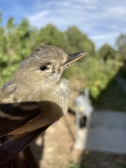 Empidonax occidentalis